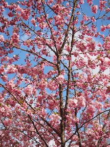 Baum zweig blüte anlage Foto