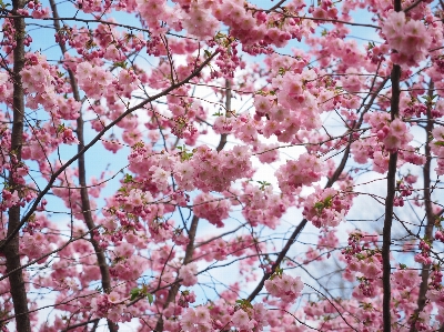 Baum zweig blüte anlage Foto