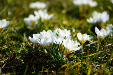 Nature grass blossom plant Photo