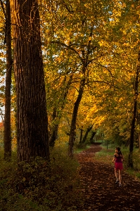 Tree nature forest outdoor Photo