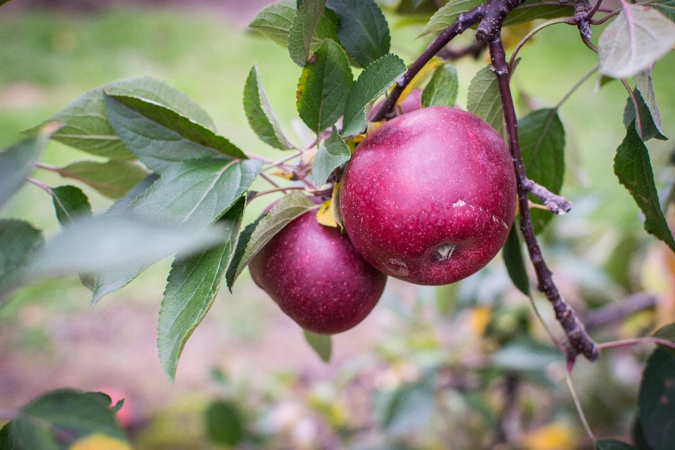 Apple drzewo oddział kwitnąć