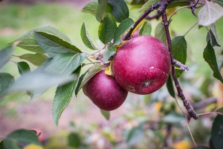 Apple 树 分支 开花 照片