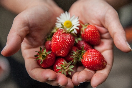 Plant fruit ripe food Photo