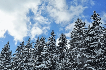 Landscape tree nature forest Photo