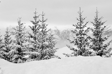 Landscape tree nature forest Photo