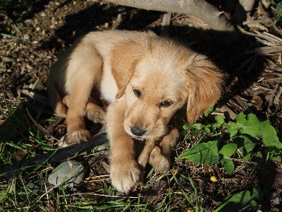 Foto Doce filhote de cachorro bonitinho