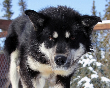 Working dog animal canine Photo