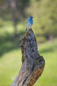 Tree nature grass bird Photo