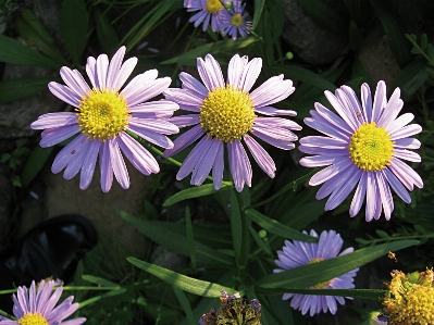 Plant flower petal daisy Photo