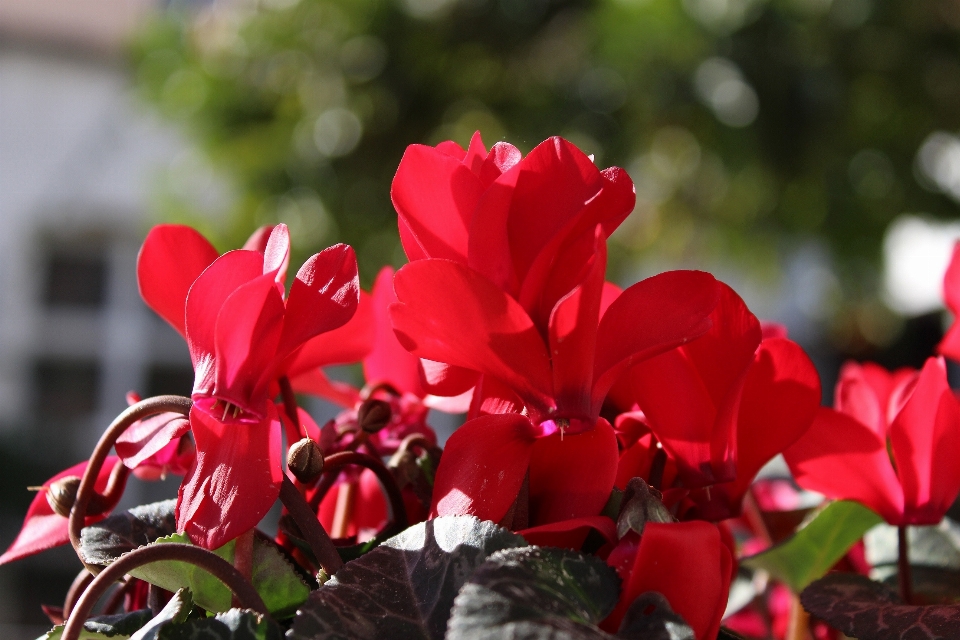 Fiore pianta petalo rosso