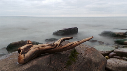 Beach driftwood sea coast Photo