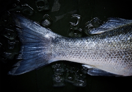 羽 食べ物 生物学 魚 写真