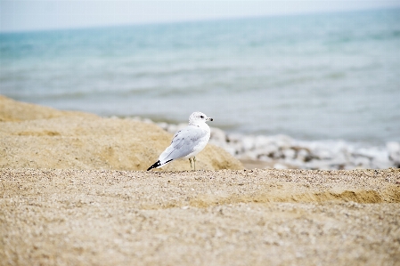 Beach sea coast water Photo