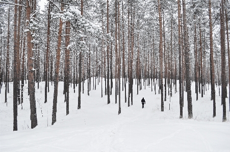 Landscape tree forest outdoor Photo