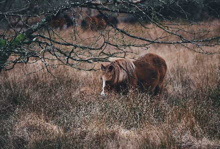 Nature grass outdoor wilderness Photo