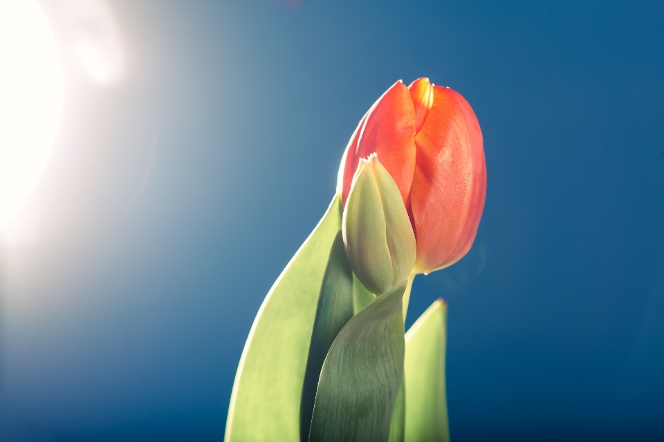 Nature light plant flower