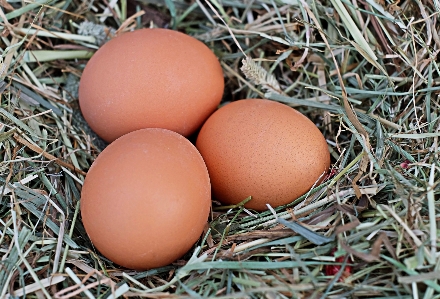 Food brown agriculture egg Photo