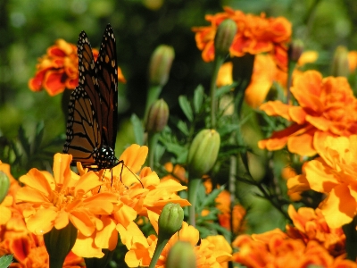 Nature plant leaf flower Photo