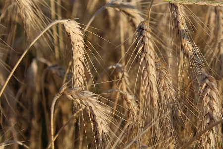 Plant field barley wheat Photo