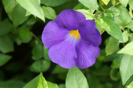 Nature blossom plant leaf Photo