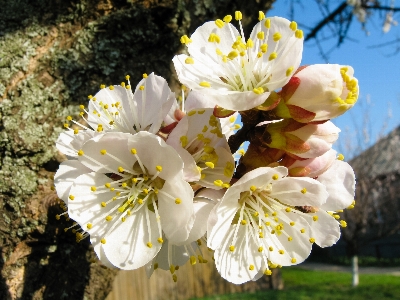 Tree nature branch blossom Photo