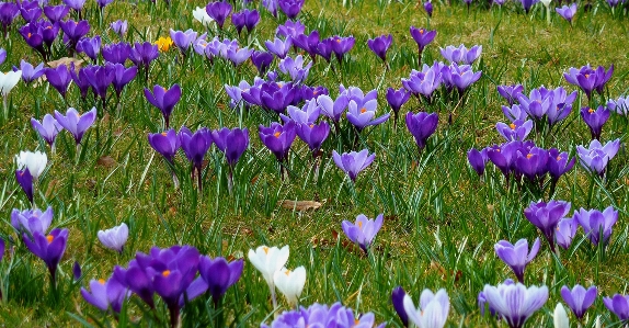 Foto Alam tanaman bidang padang rumput
