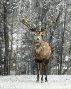 Nature forest snow winter Photo