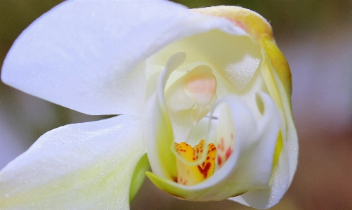 花 開ける 植物 白 写真