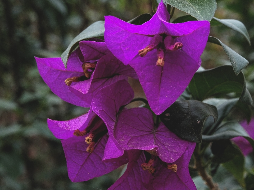 Nature blossom plant flower