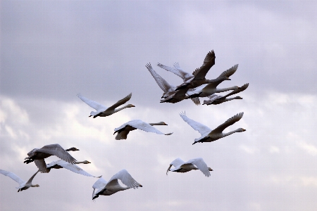 Bird wing sky flock Photo