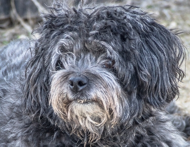 Foto Cachorro animal canino
 bicho de estimação