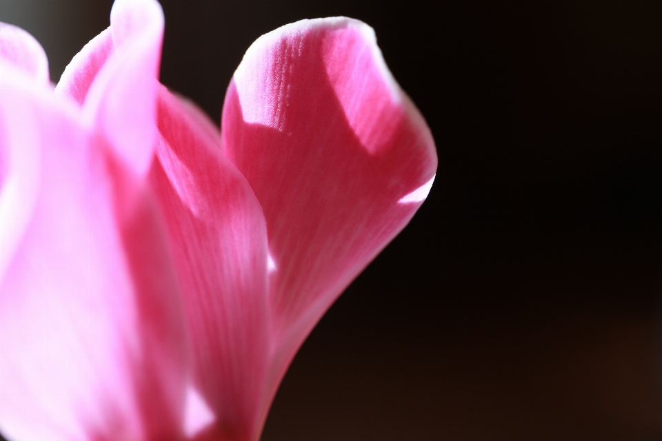 Blüte licht anlage blume