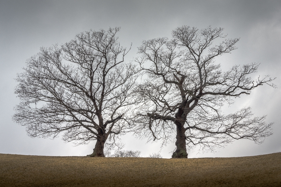 Paesaggio albero natura erba