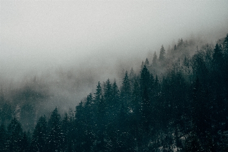 木 自然 森 山 写真