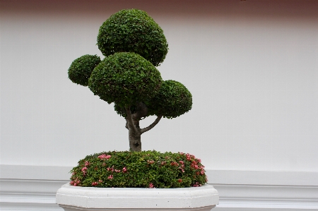 Tree growth plant flower Photo