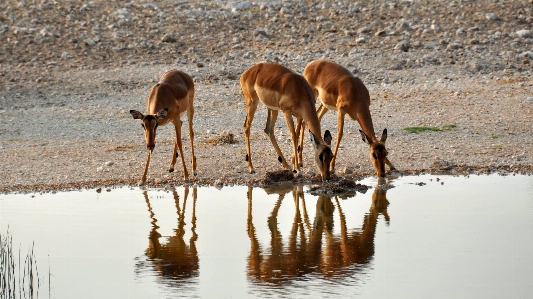 Foto Acqua natura animale asciutto