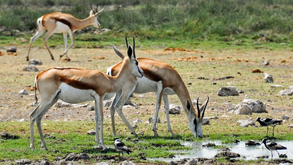 Natur abenteuer tier trocken