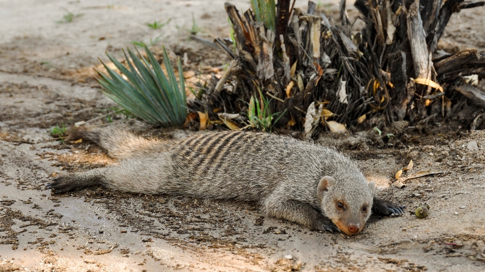 Nature sable animal sec