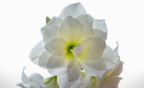 Blossom plant white flower Photo