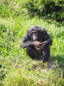 Foto Animais selvagens jardim zoológico mamífero macaco