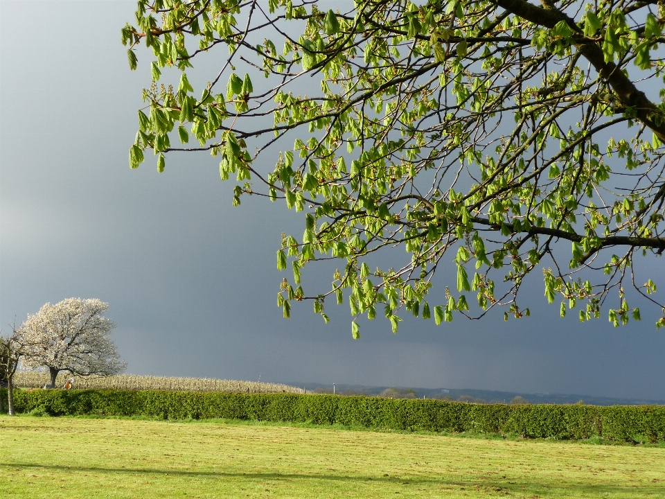 Landscape tree nature grass