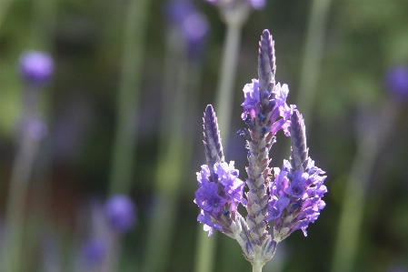 Nature plant flower purple Photo