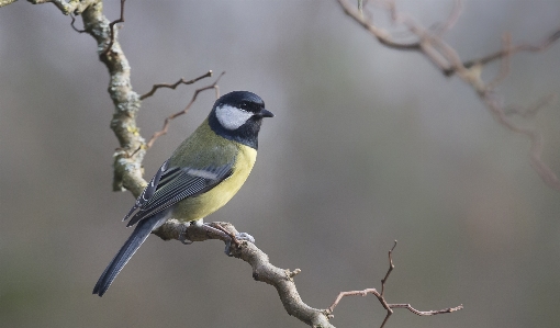 Foto Alam cabang burung satwa