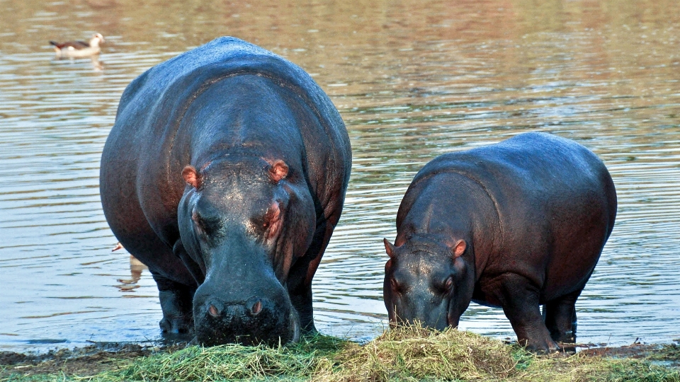 Natura asciutto animali selvatici zoo