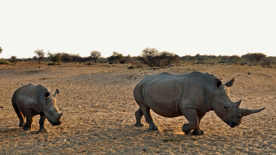 Nature adventure animal dry