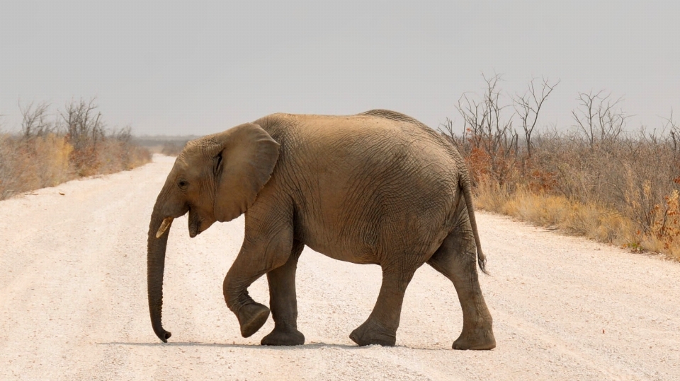 Natureza animal seco animais selvagens