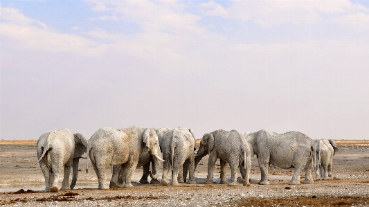 Nature adventure animal dry Photo