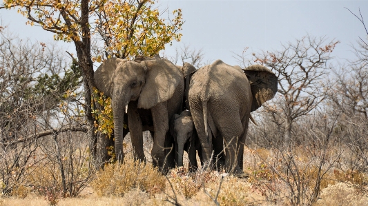 Nature adventure animal dry Photo