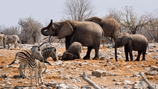 Nature adventure animal dry Photo