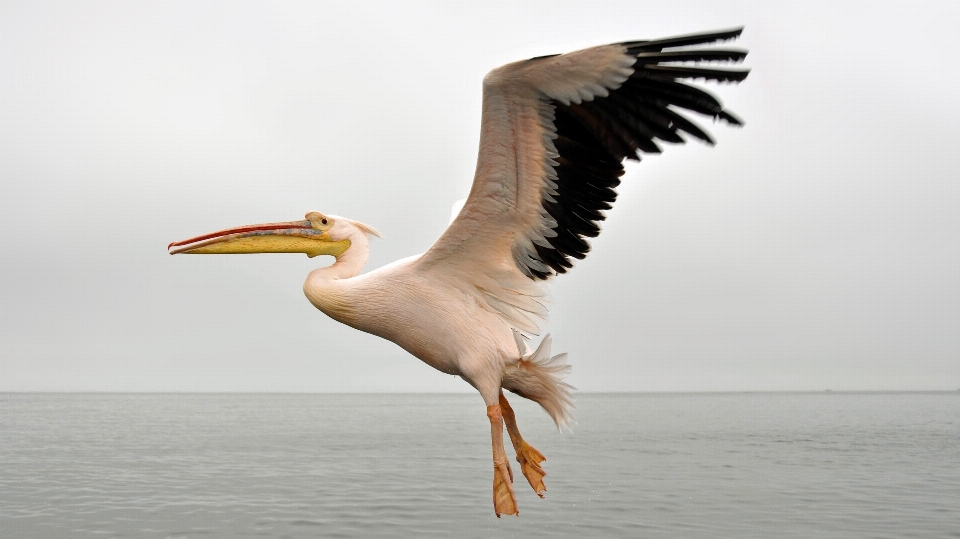 Sea nature bird wing